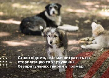 Стало відомо, скільки витратять на стерилізацію та харчування безпритульних тварин у громаді