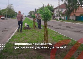 Переяслав прикрасять декоративні дерева - де та які?