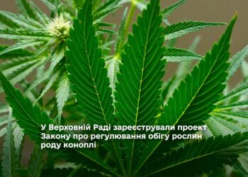 У Верховній Раді зареєстрували проект Закону про регулювання обігу рослин роду коноплі