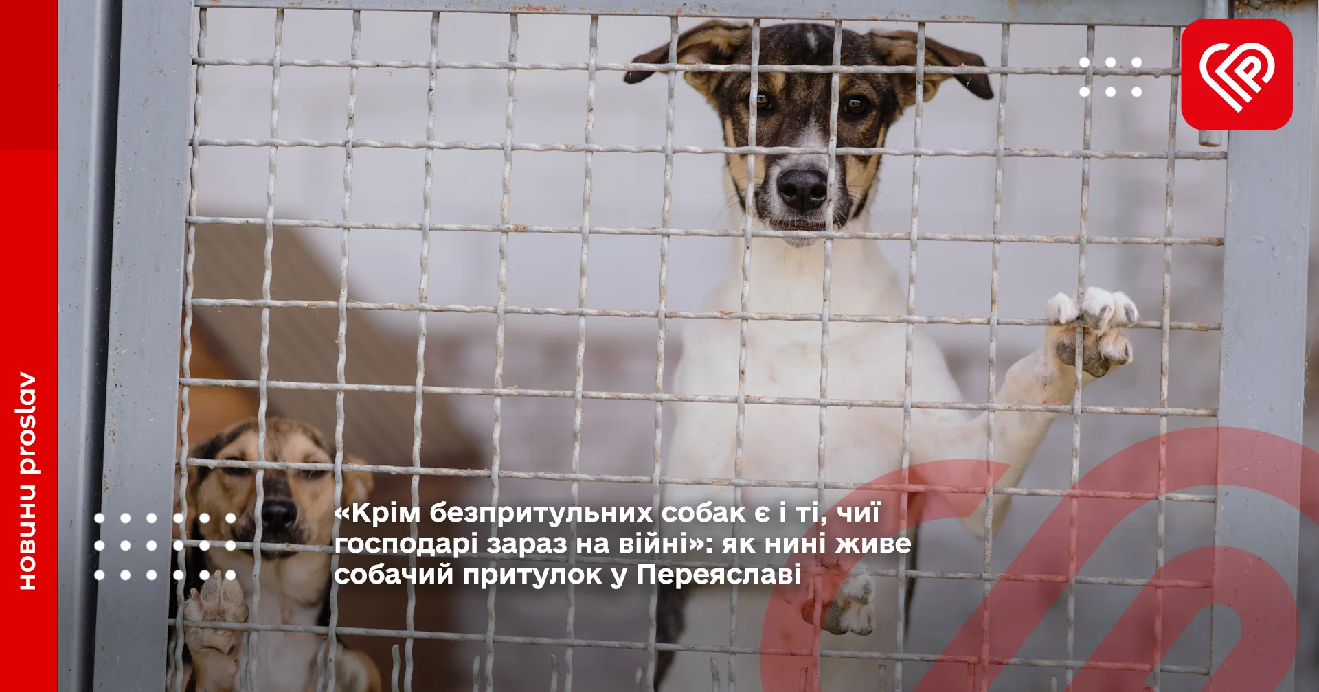 собачий притулок у Переяславі - ГО "У добрі руки"