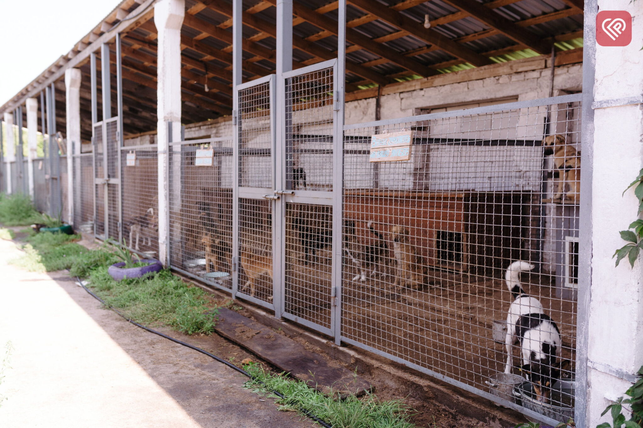 собачий притулок у Переяславі - ГО "У добрі руки"