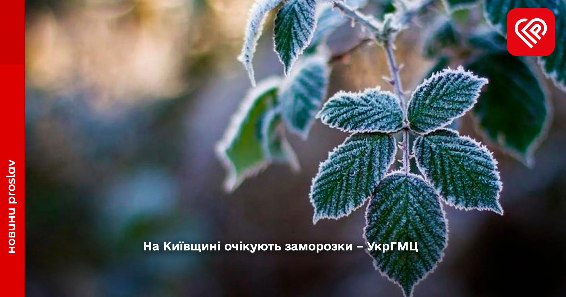 На Київщині очікують заморозки – УкрГМЦ