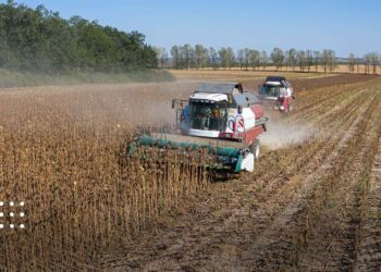 Аграрії Київщини продовжують виконувати збір технічних та овочевих культур