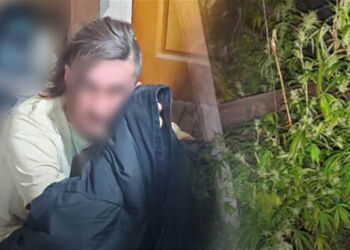 Зберігав та вирощував коноплю: Поліція Бориспільщини викрила порушника