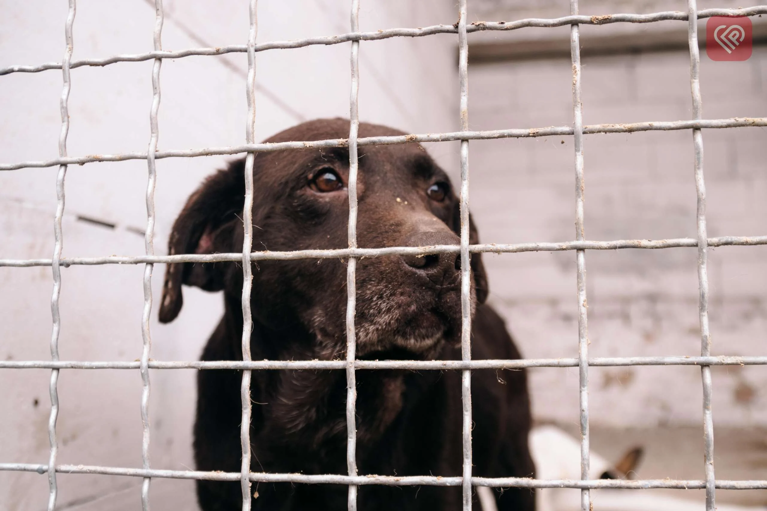 притулок для собак «У добрі руки»