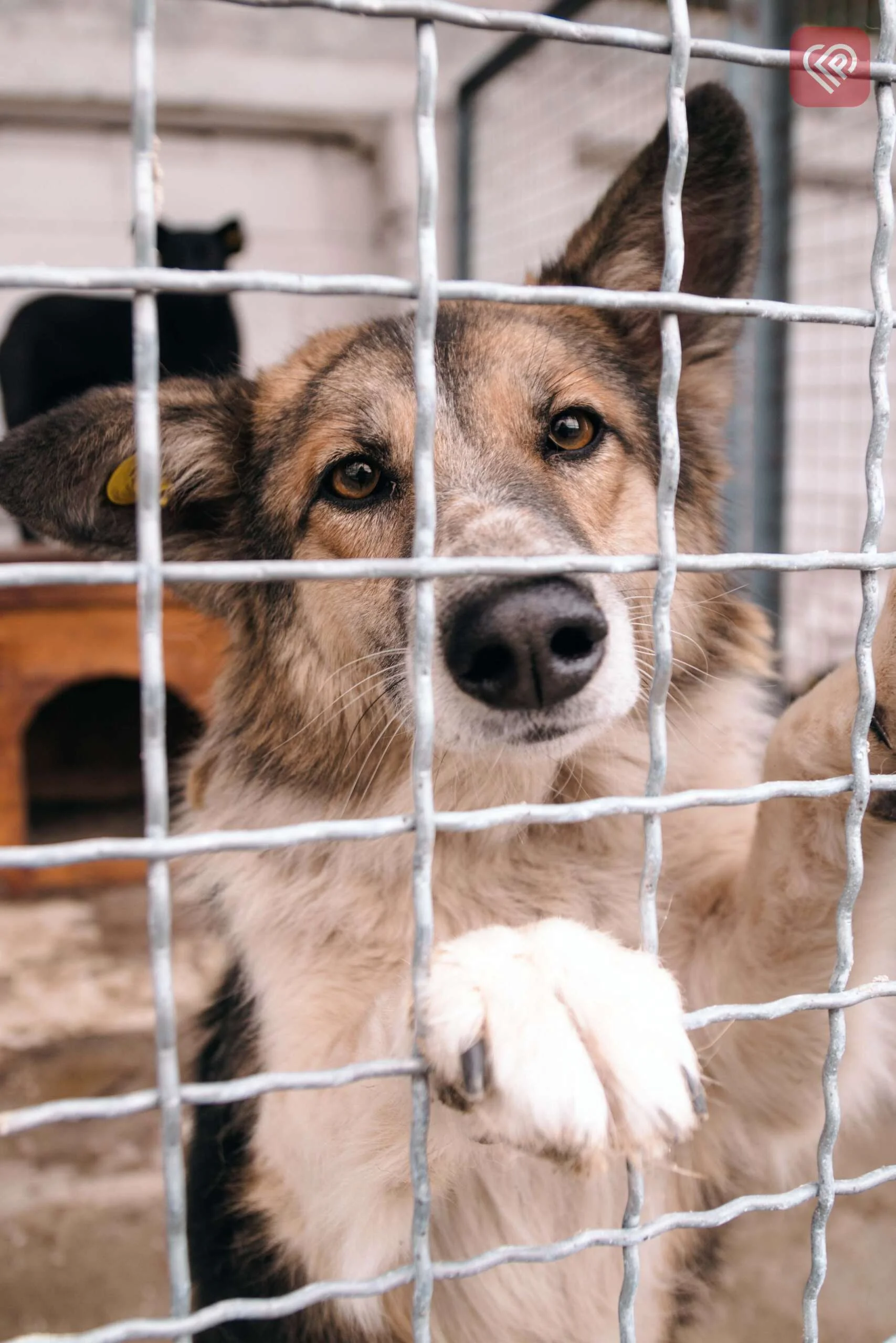до Переяслава в громадську організацію “У добрі руки”, завітав благодійний фонд “Happy Paw”