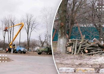 Куди дівають дрова після обрізки дерев у Переяславі: дізнавався Proslav