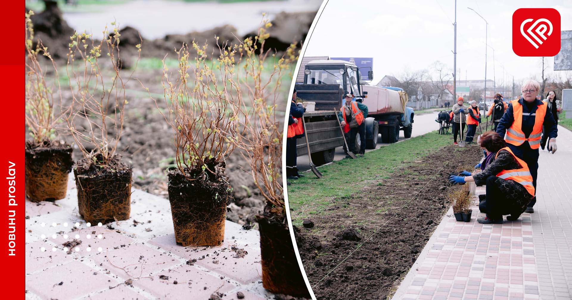 На центральній вулиці Переяслава висадили понад 1000 кущів спіреї: озеленення міста триває