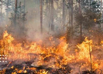 Випалювання трави, пошкодження лісових масивів, рослинності та зелених насаджень: які штрафи передбачені за ці порушення