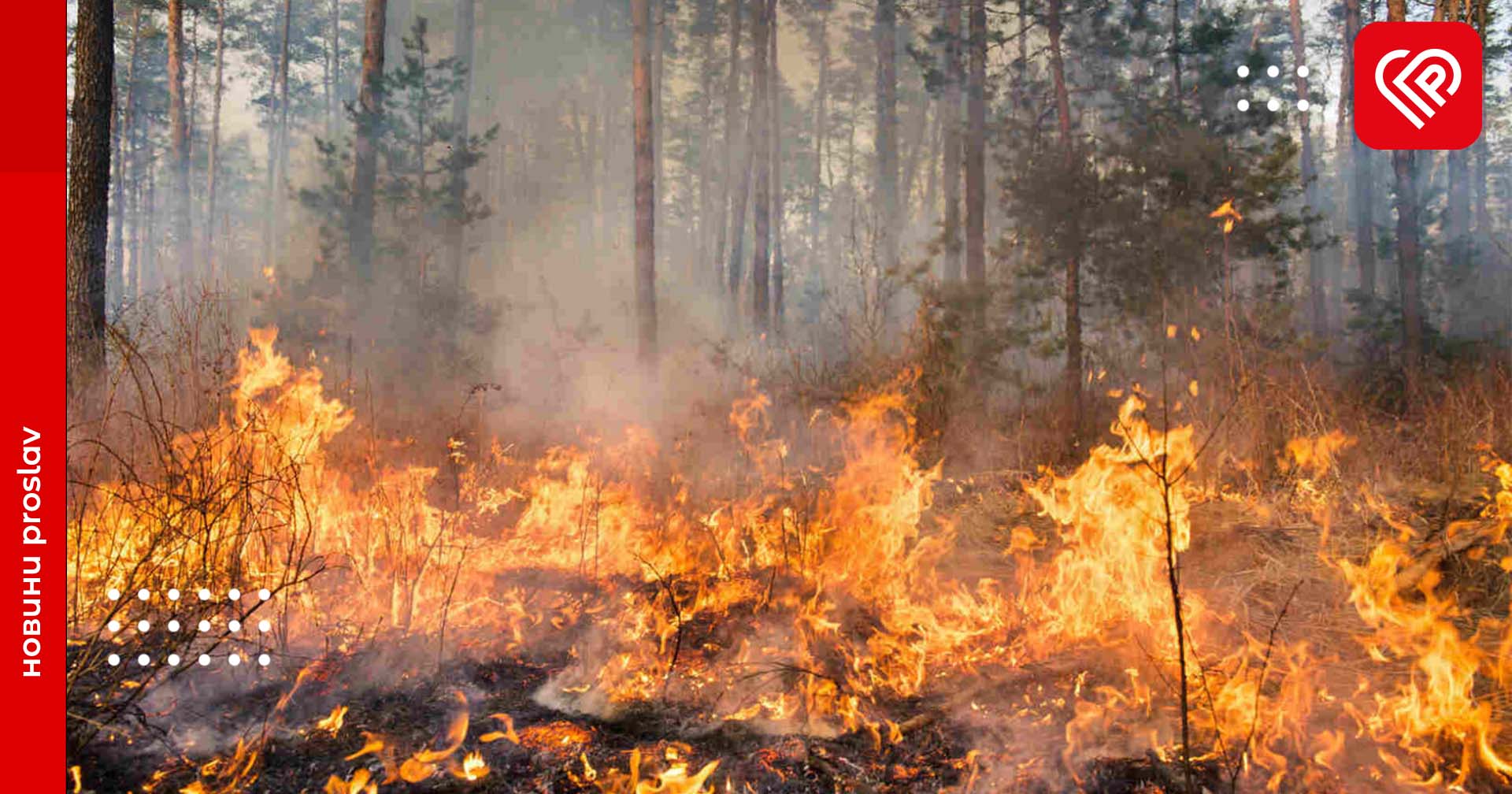 Випалювання трави, пошкодження лісових масивів, рослинності та зелених насаджень: які штрафи передбачені за ці порушення