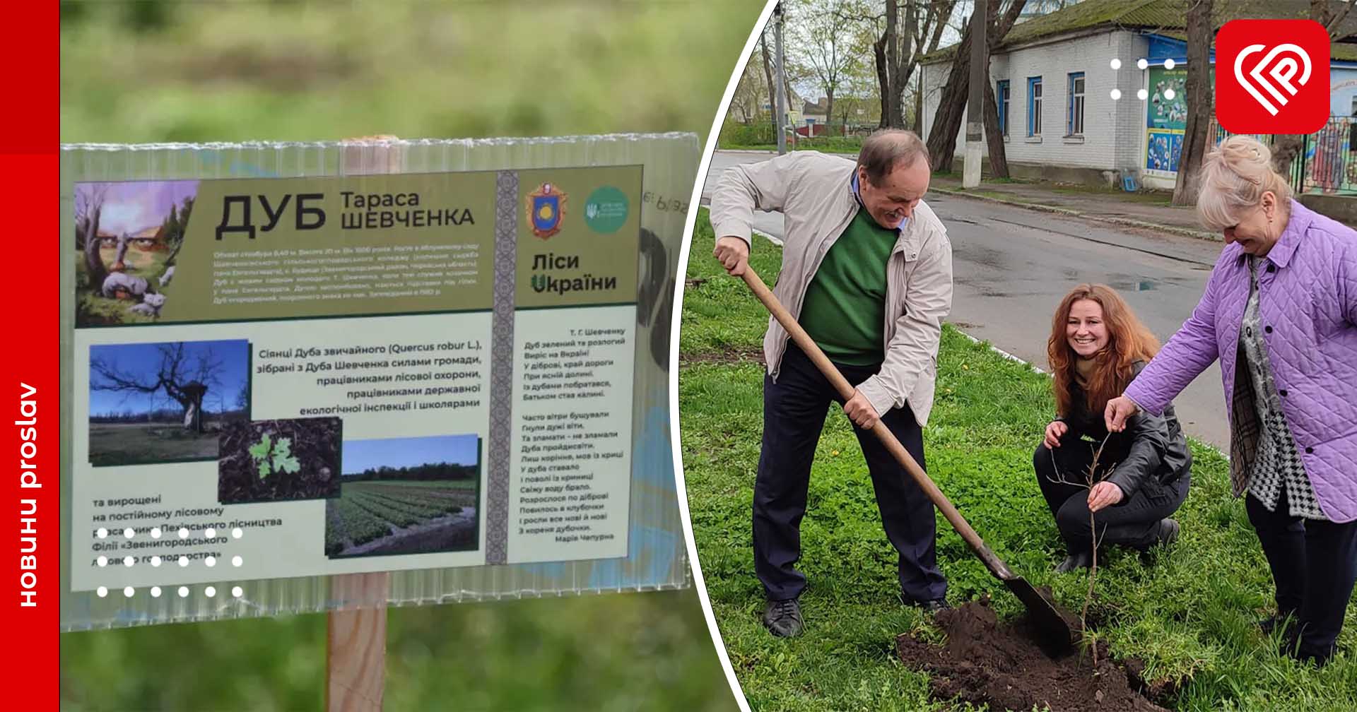 У Переяславі висадили саджанці шевченківських дубів: де саме та яка їх історія