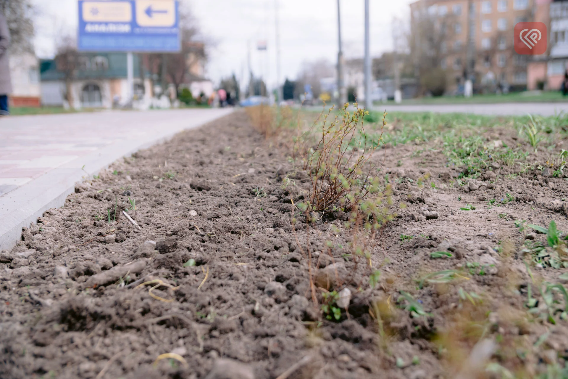 На центральній вулиці Переяслава висадили понад 1000 кущів спіреї: озеленення міста триває