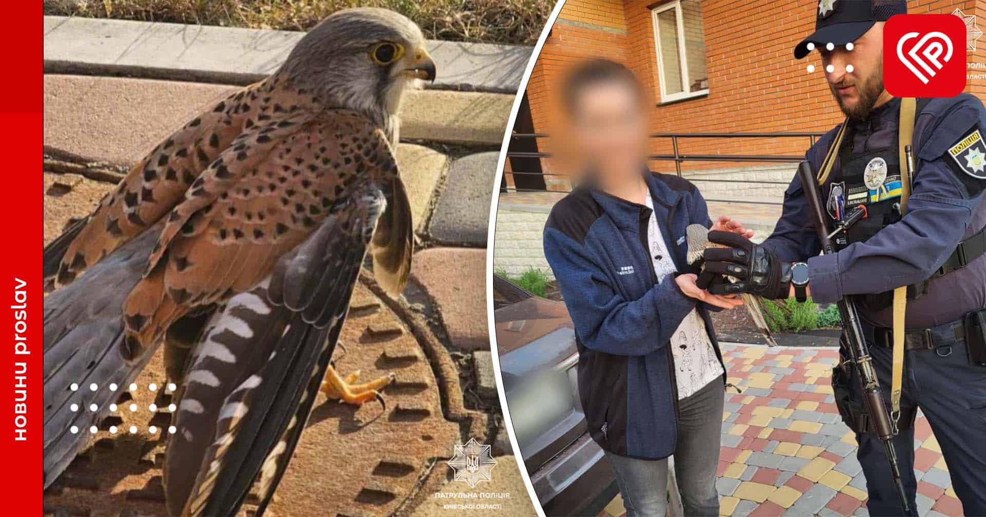 «Добрі справи маленькими не бувають»: правоохоронці Борисполя врятували яструба з переламаним крилом