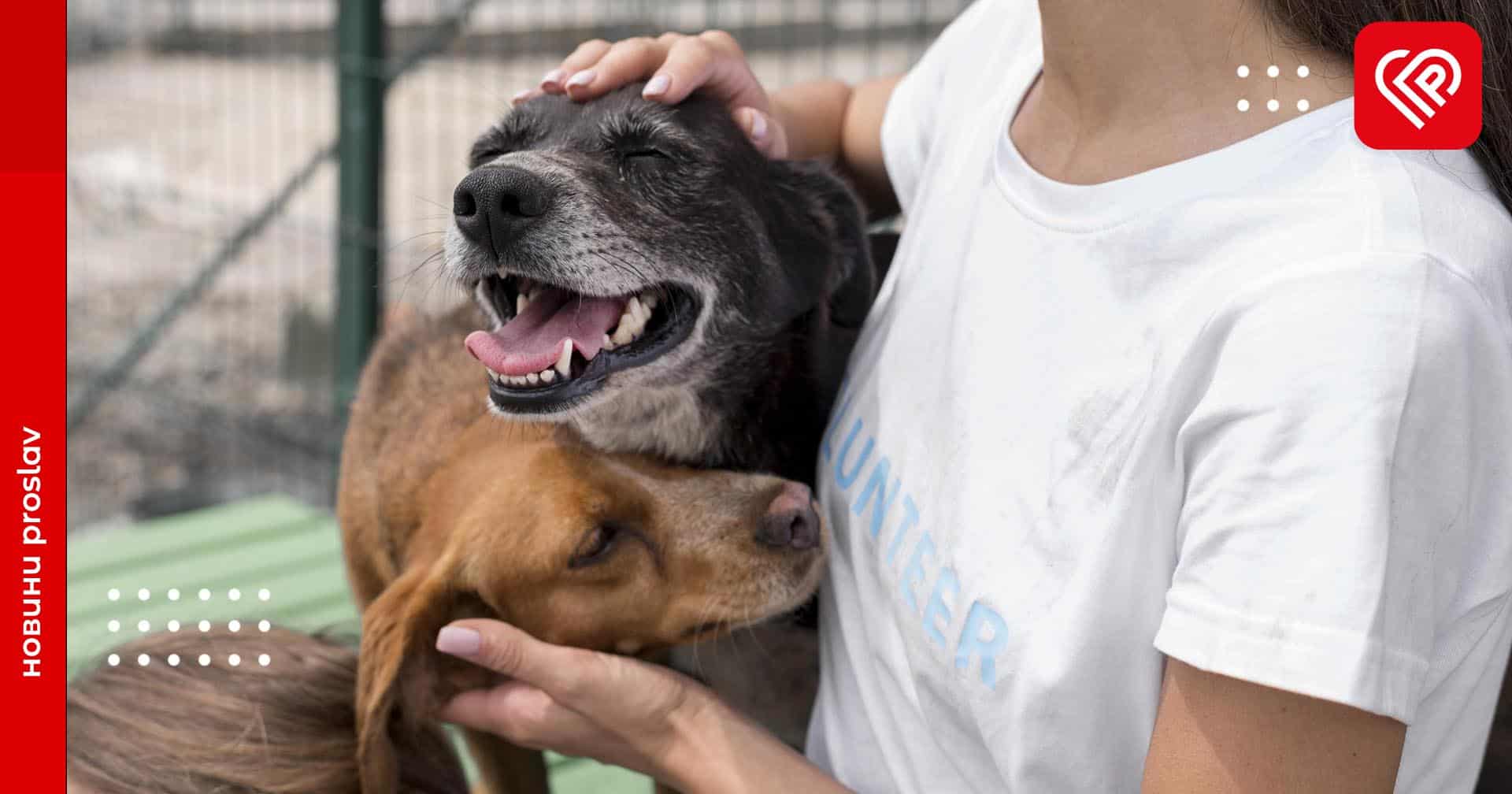 Школярів навчатимуть любові до тварин: МОН підписало меморандум про співпрацю з організацією UAnimals