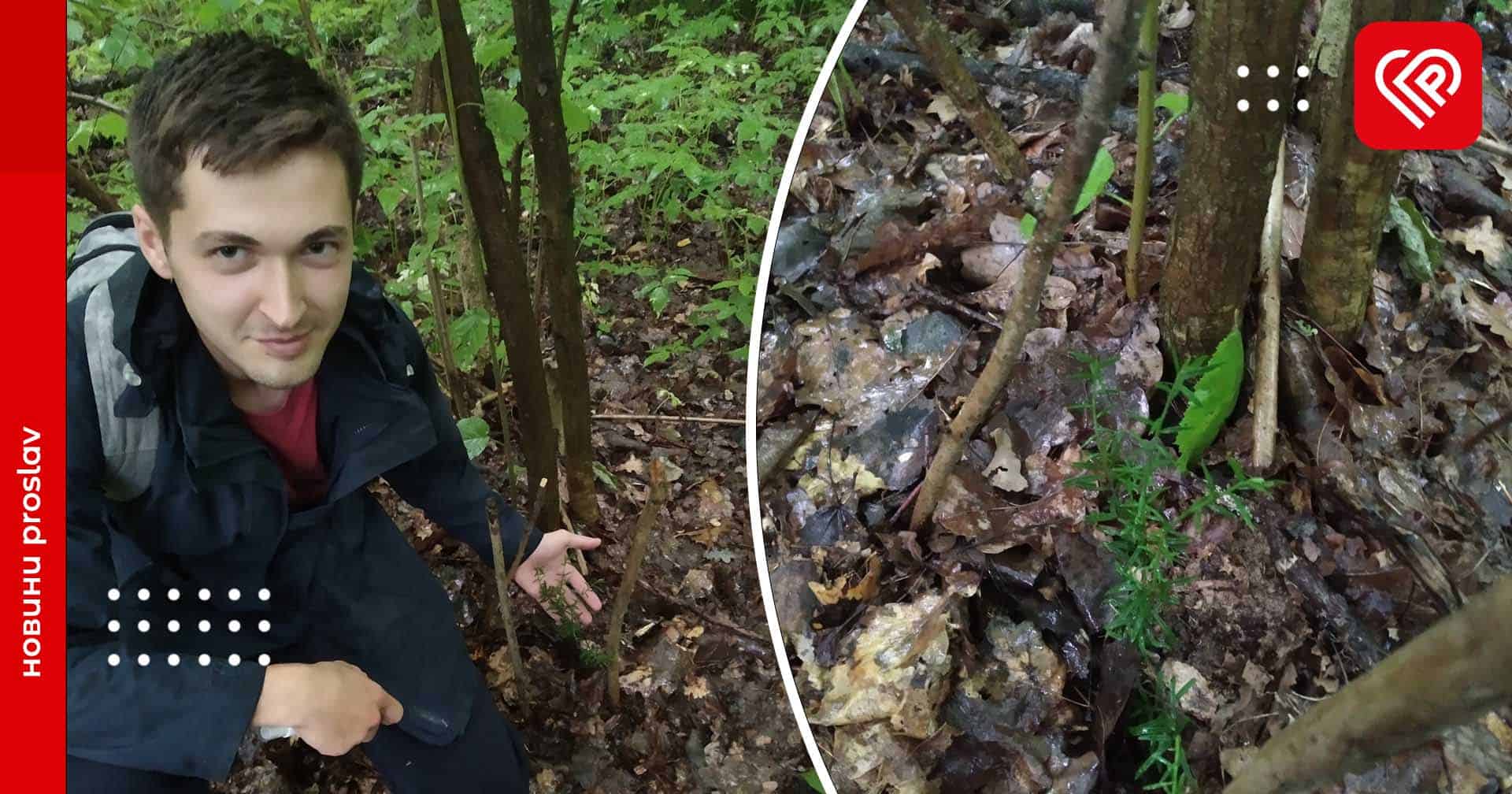 У лісі біля Переяслава знайшли рослину, яка є сучасником мамонтів: бруслина карликова занесена до Червоної книги України (фото)