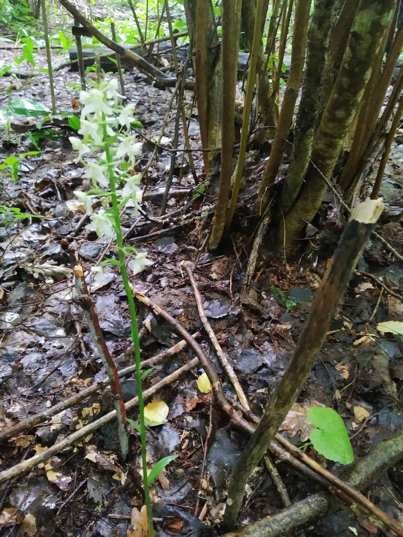 У лісі біля Переяслава знайшли рослину, яка є сучасником мамонтів: бруслина карликова занесена до Червоної книги України (фото)