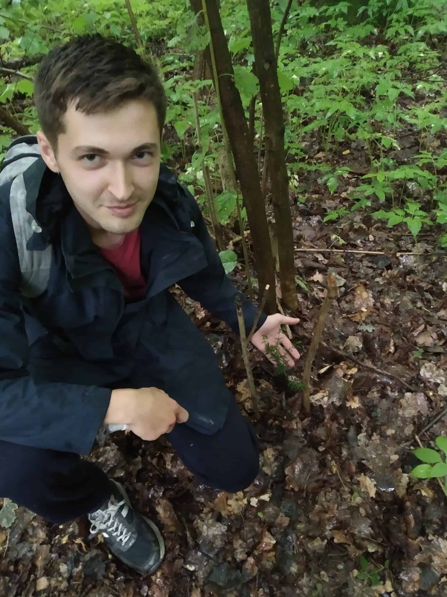 У лісі біля Переяслава знайшли рослину, яка є сучасником мамонтів: бруслина карликова занесена до Червоної книги України (фото)