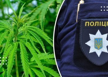 На Переяславщині виявили посів коноплі – дайджесті подій від правоохоронців за минулу добу