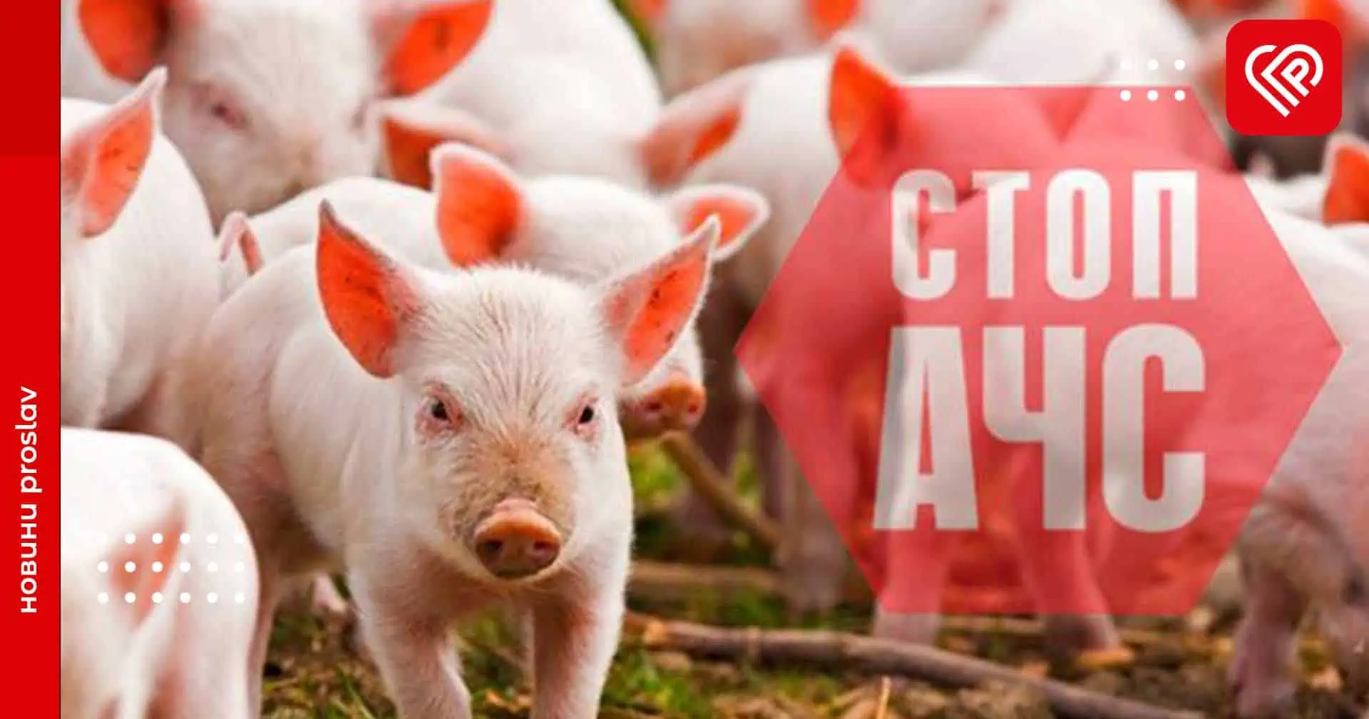 На Переяславщині виявили африканську чуму свиней