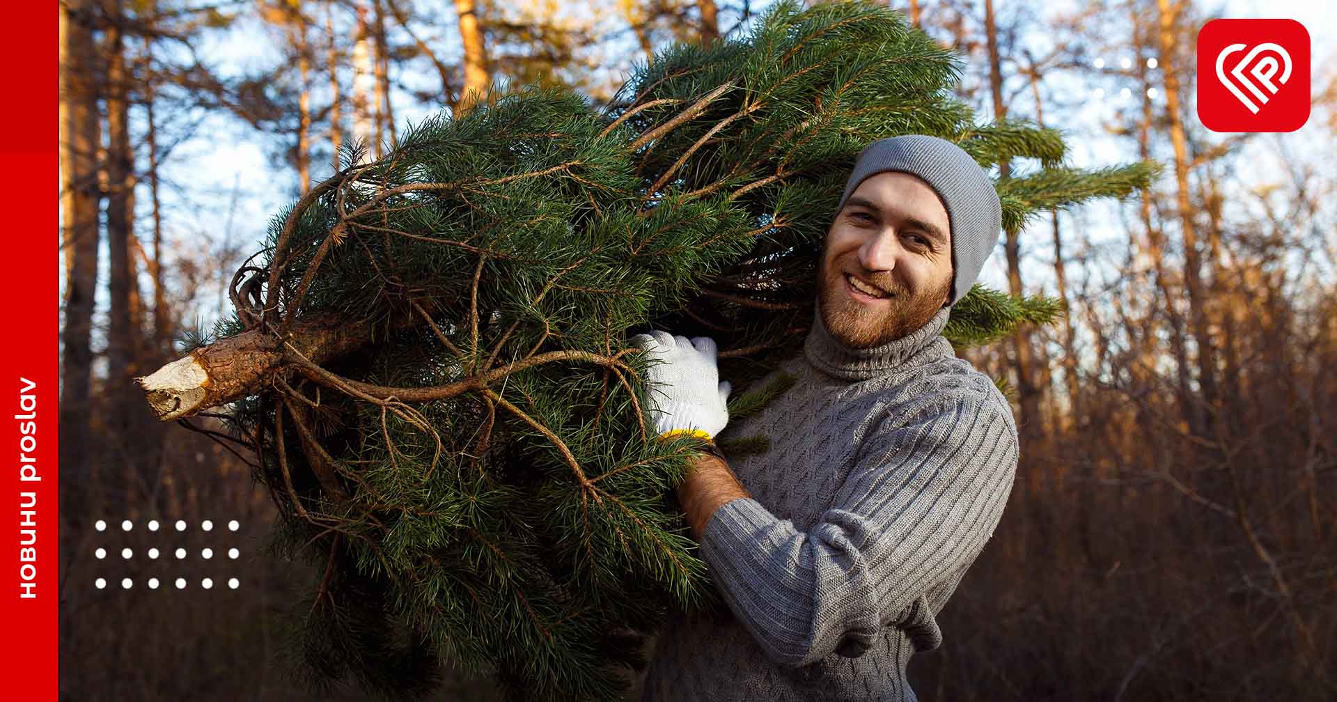 З початку грудня Київське лісництво розпочне продавати ялинки для Нового року: ціни коливаються від 70 до 350 грн