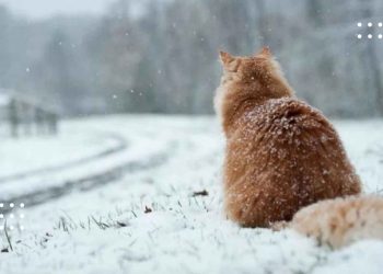 Мокрий сніг, дощ та ожеледиця: синоптики попереджають про небезпечні метеорологічні явища по Київщині на 12 грудня