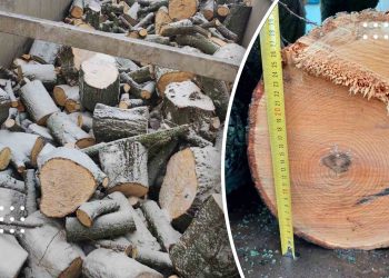 У Бориспільському районі двоє чоловіків зрізали дерев на понад 2,4 млн грн