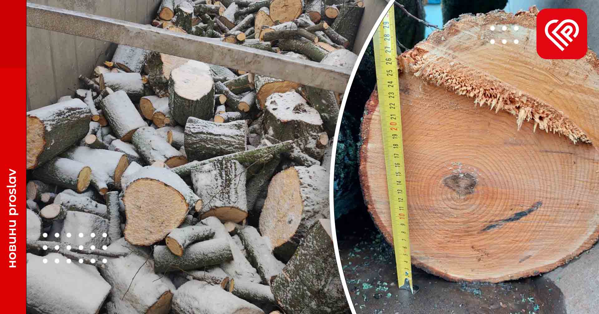 У Бориспільському районі двоє чоловіків зрізали дерев на понад 2,4 млн грн