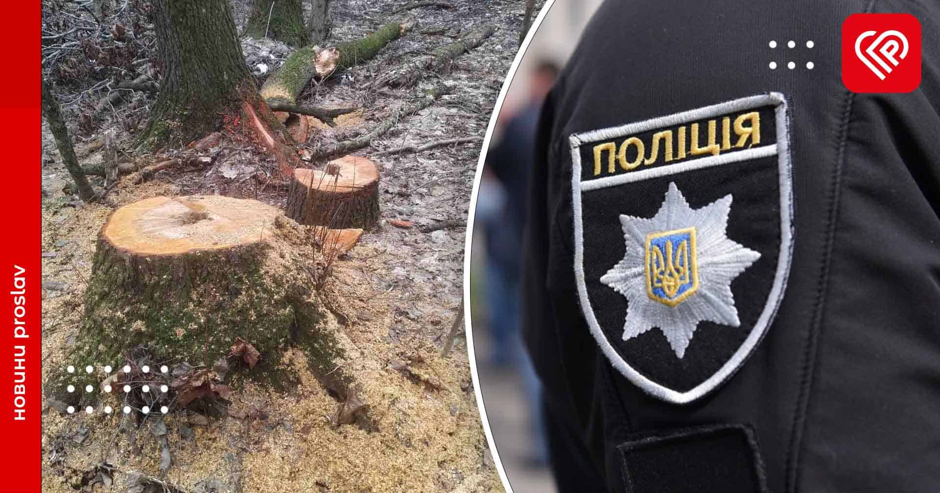 Переяславській поліції повідомили про незаконну вирубку дерев у парку загальнодержавного значення