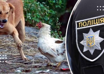 На Переяславщині собаки загризли 16 курей – дайджест поліції
