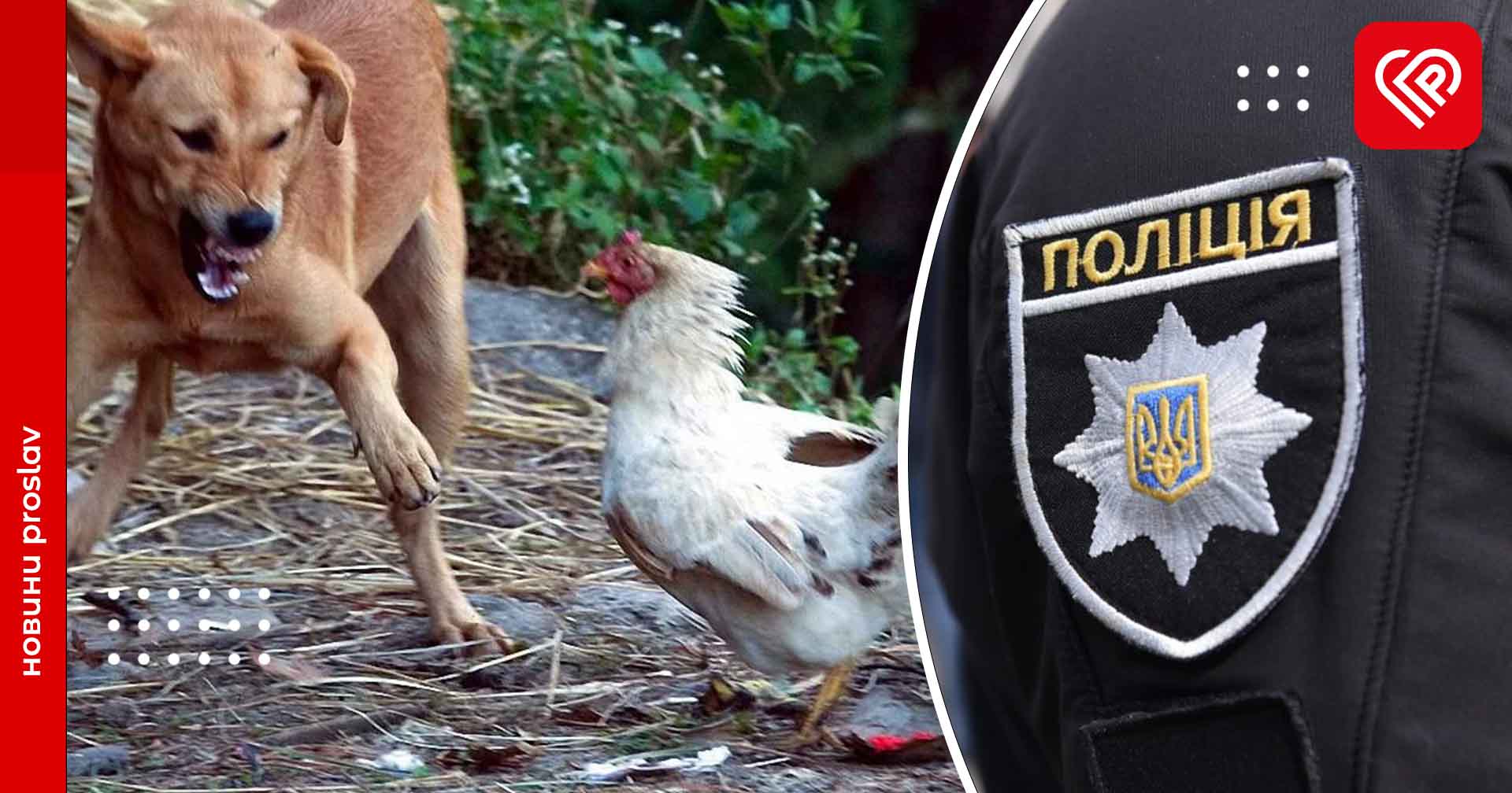 На Переяславщині собаки загризли 16 курей – дайджест поліції