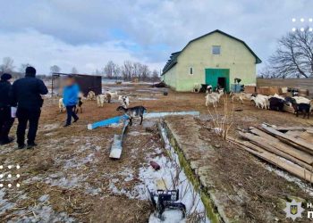 У одному з притулків Київщини жорстоко поводились із тваринами: розпочато кримінальне провадження