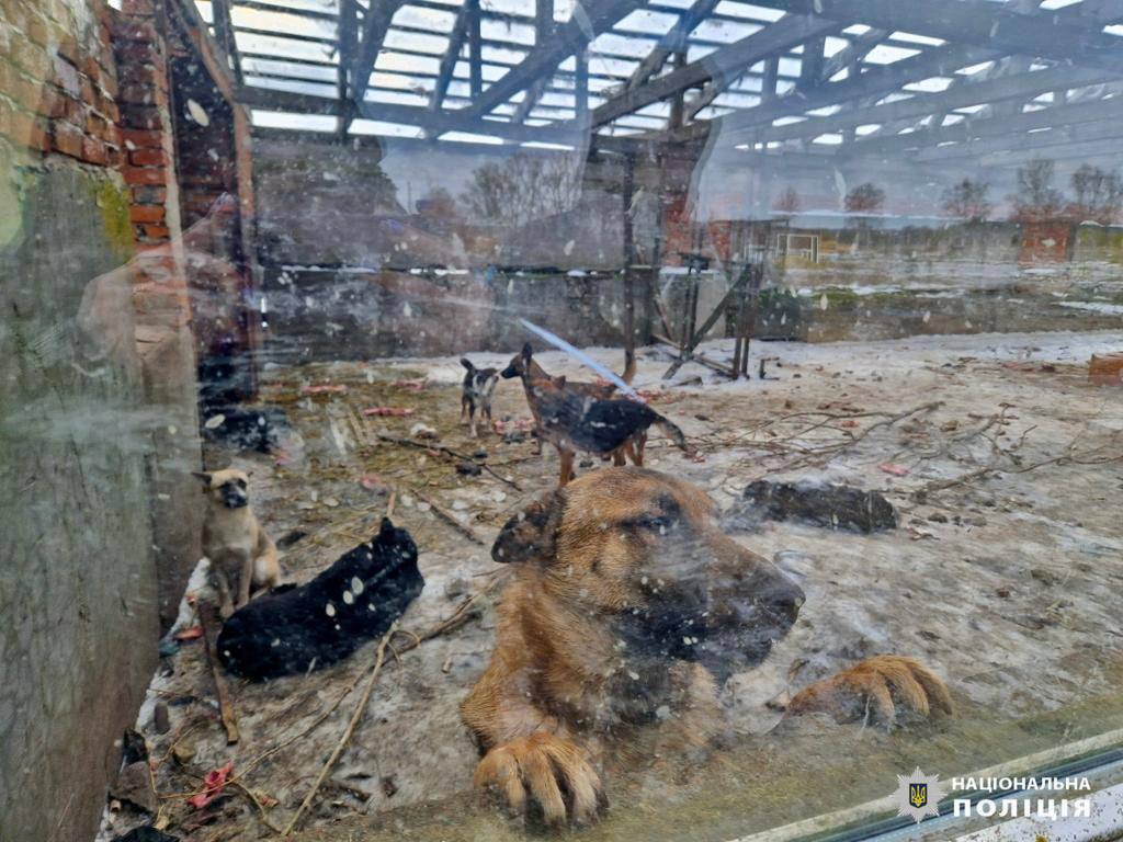 У одному з притулків Київщини жорстоко поводились із тваринами: розпочато кримінальне провадження