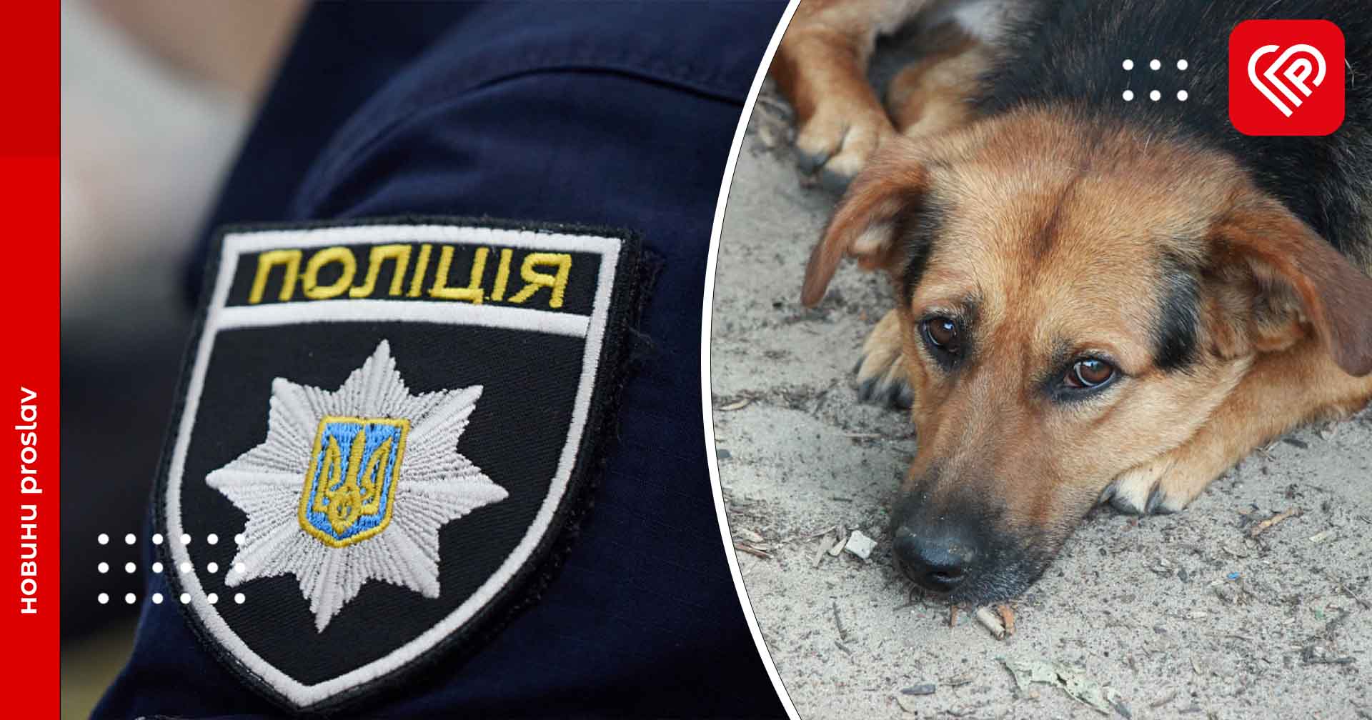 На Переяславщині авто збило собаку і ледь не збило його власницю – дайджест поліції