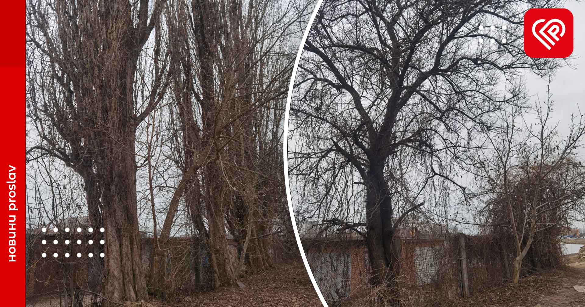 У Переяславі видалять 11 аварійних дерев, з них 7 – біля стадіону