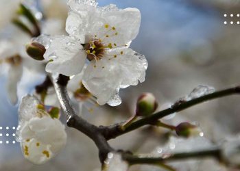 Як захистити плодові дерева та рослини від весняних заморозків