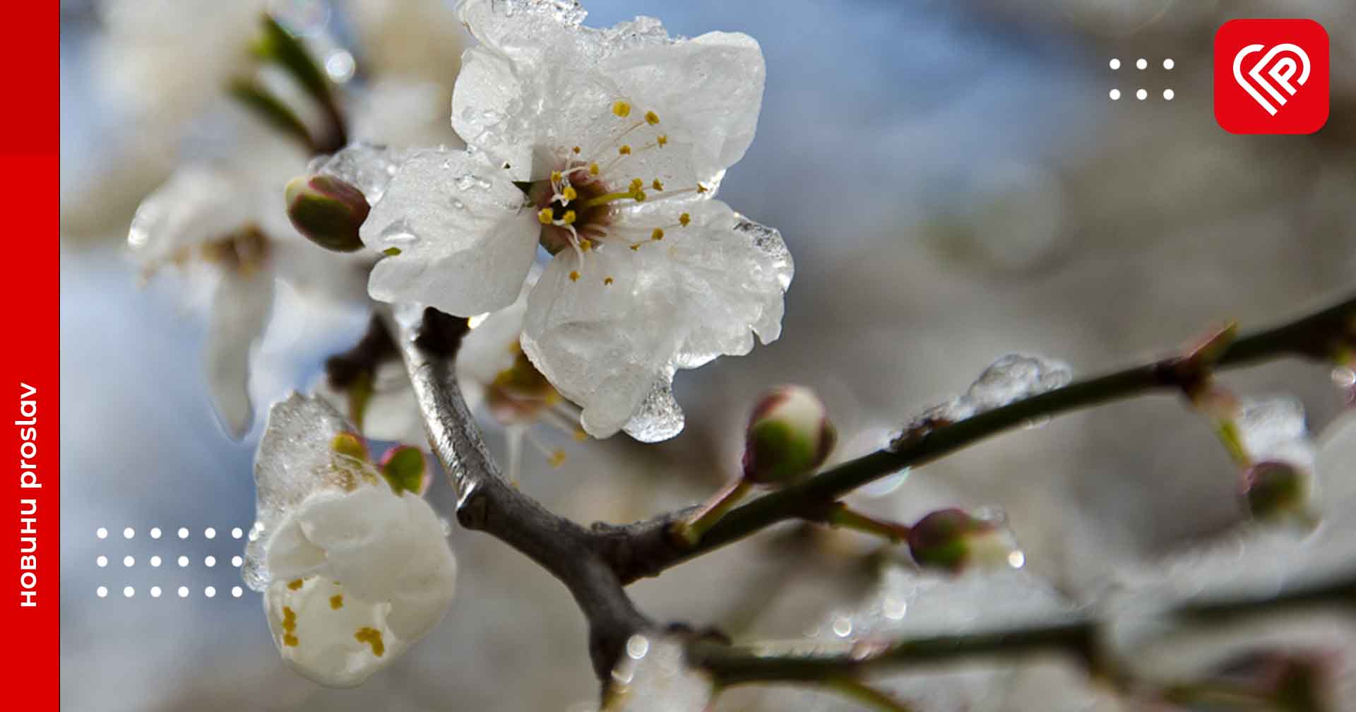 Як захистити плодові дерева та рослини від весняних заморозків