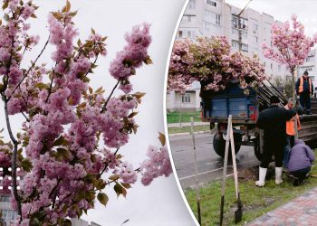 У Переяславі висаджують ще пів сотні сакур: їх купили за кошти благодійників