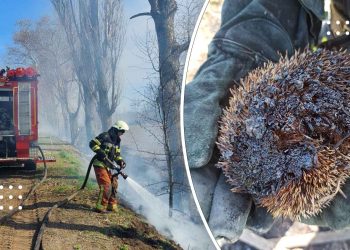 За добу на Переяславщині сталися шість пожеж у екосистемах: постраждали тварини