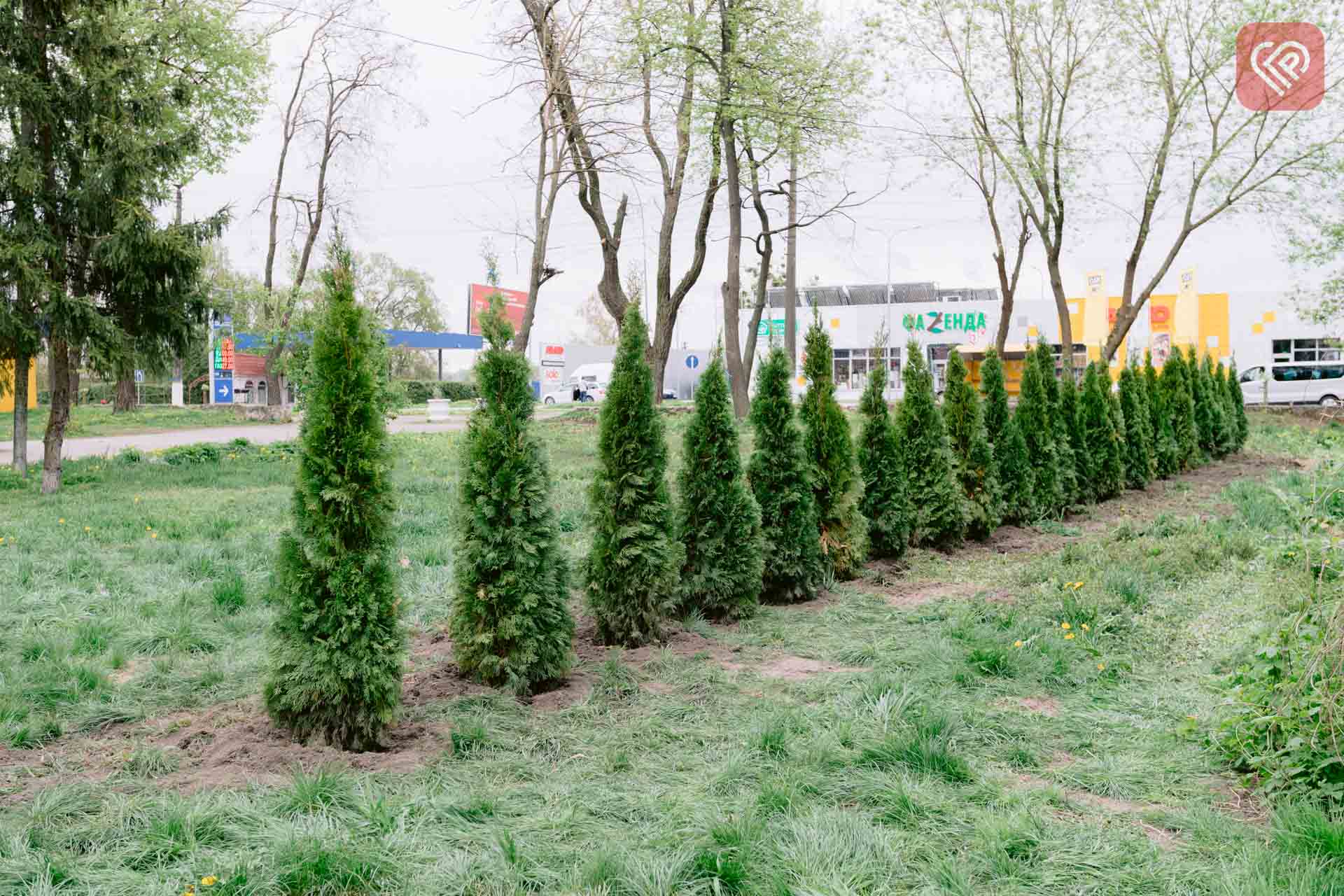 У парку Тараса Шевченка в Переяславі висадили 26 туй
