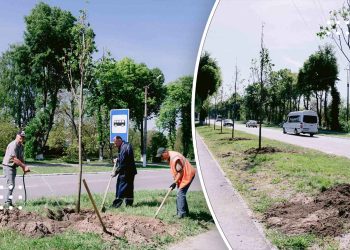 У Переяславі знову побільшало дерев: по вулиці Богдана Хмельницького комунальники висадили 25 лип