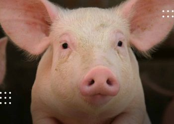 На Переяславщині виявили африканську чуму свиней