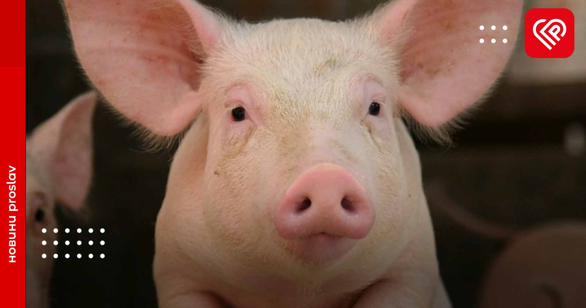 На Переяславщині виявили африканську чуму свиней