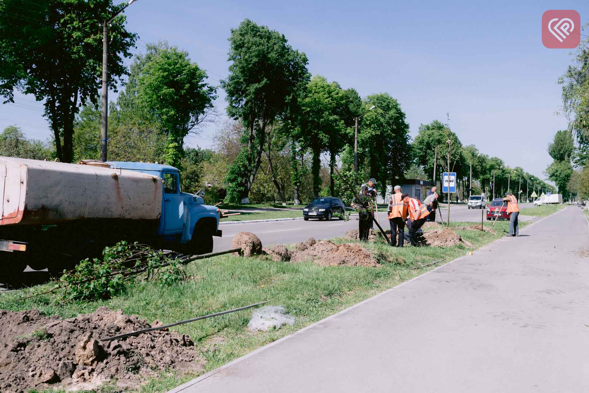 У Переяславі знову побільшало дерев: по вулиці Богдана Хмельницького комунальники висадили 25 лип