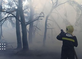 Хроніка пожеж на Переяславщині: горіли ліси у Ковалині та Хоцьках