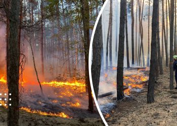 Хроніка пожеж на Переяславщині: у Циблях горів ліс, а у Положаях – торф