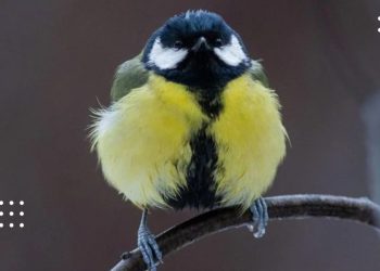 У гідрометцентрі розповіли, яку погоду очікувати мешканцям Київщини 18 січня