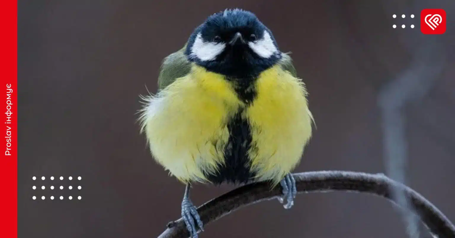 У гідрометцентрі розповіли, яку погоду очікувати мешканцям Київщини 18 січня