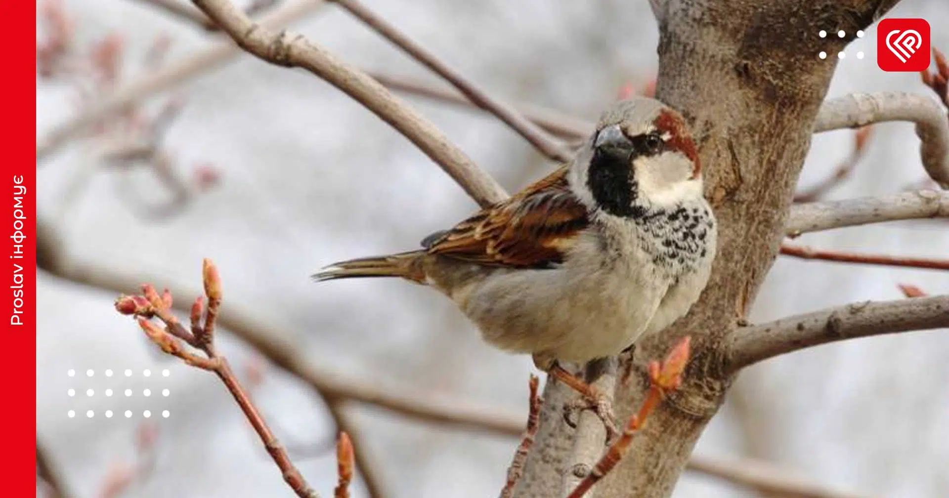 30 січня по Київщині прогнозується до 11 градусів тепла – гідрометцентр