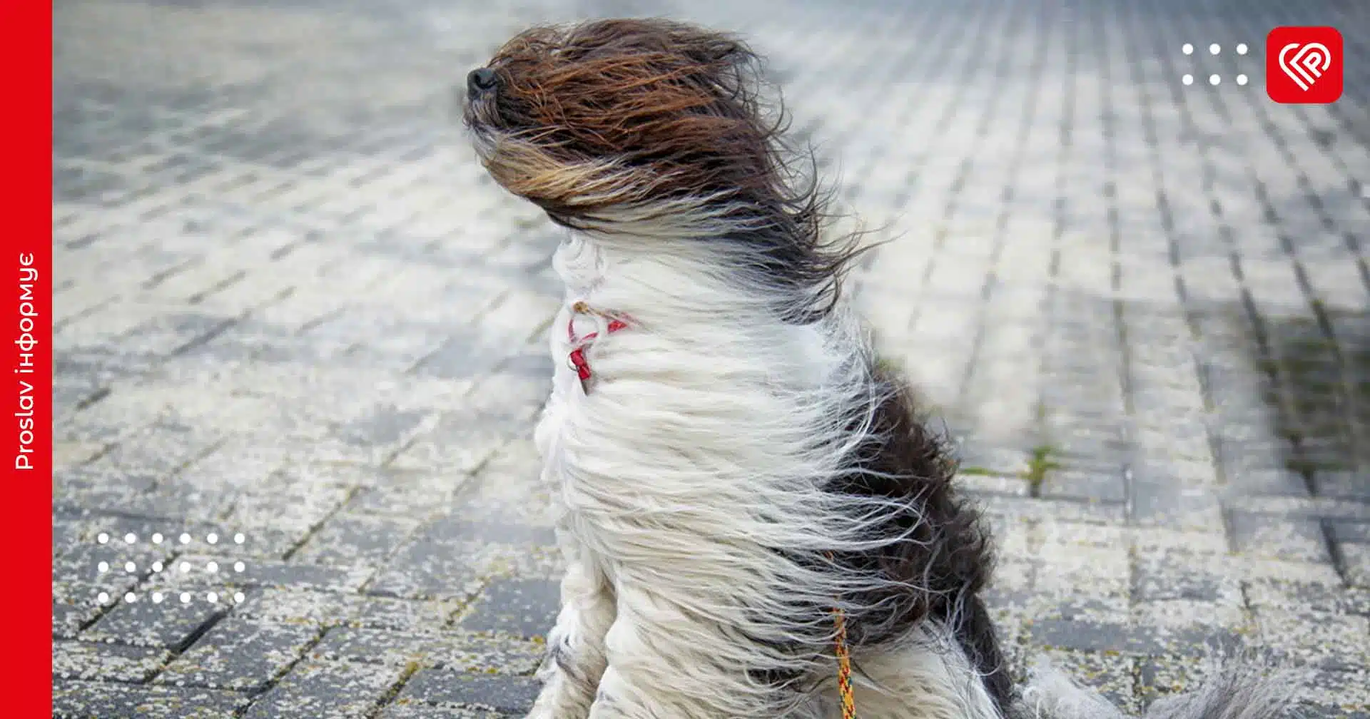 Синоптики не потішили мешканців Київщини прогнозом на 4 січня: очікуються сильні пориви вітру та опади