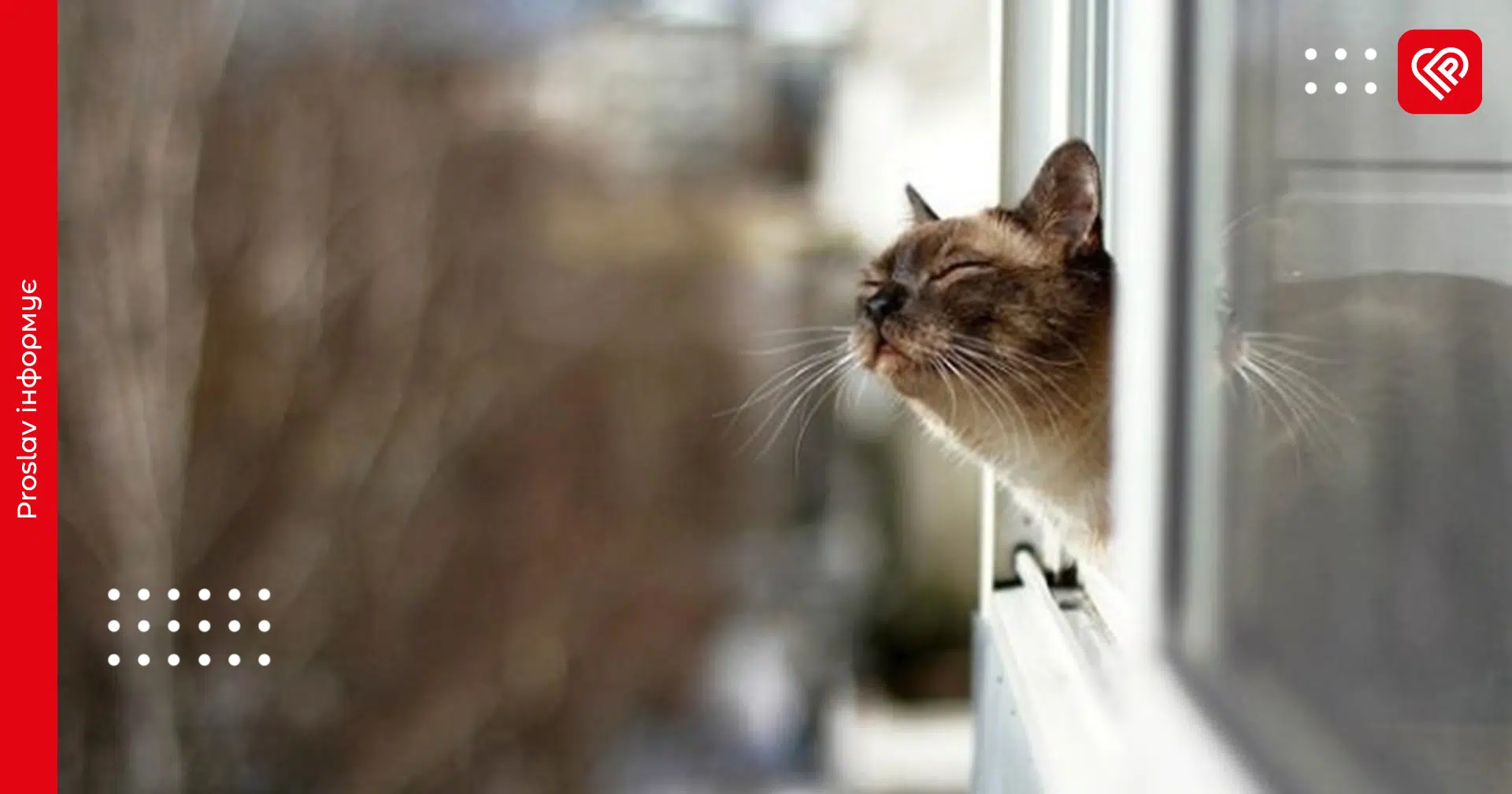 Погода у Київській області 27 лютого: вдень очікується до +5